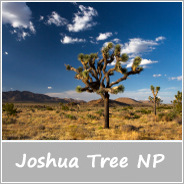Joshua Tree ikona
