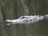 Na Floridu za aligátory, krásnou přírodou i zábavou