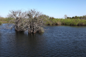 Everglades