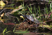 Everglades