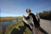 Everglades