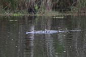 Everglades