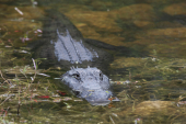 Everglades