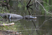 Everglades