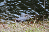 Everglades