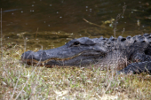 Everglades