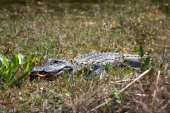 Everglades