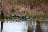 Everglades