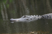 Everglades