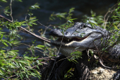 Everglades