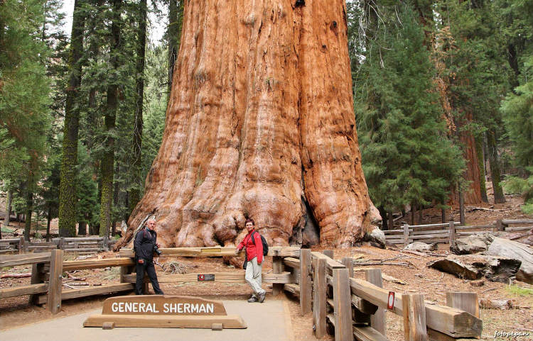 NP Sequoia - největší strom planety - General Sherman